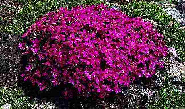 phlox planting by seeds and care in the open field