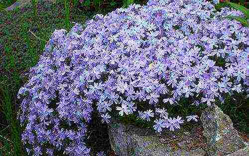 phlox planting by seeds and care in the open field