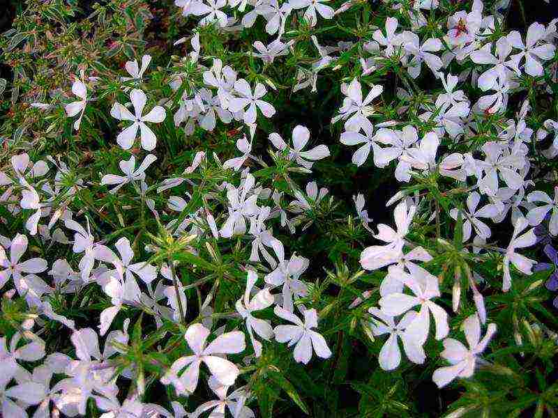 phlox planting by seeds and care in the open field