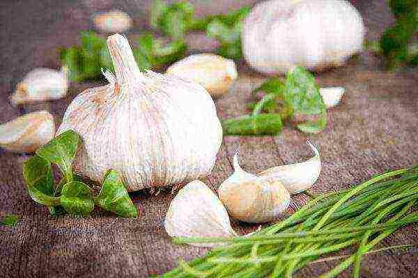 Fresh garlic cloves close up