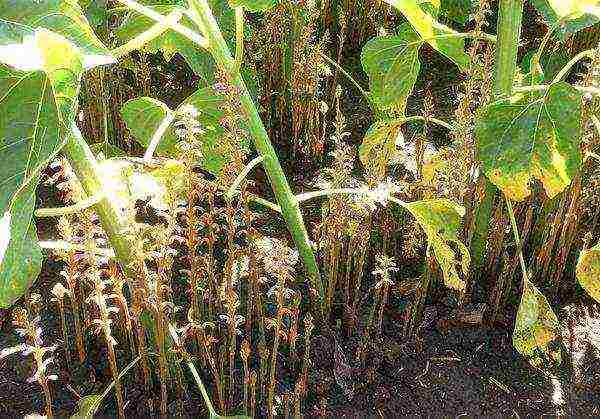 Sunflower broomrape