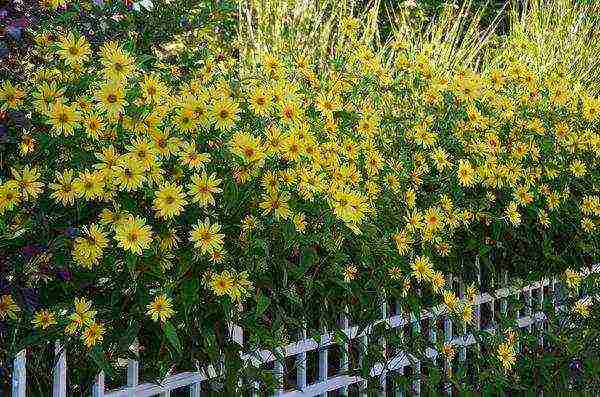 Helianthus hedge