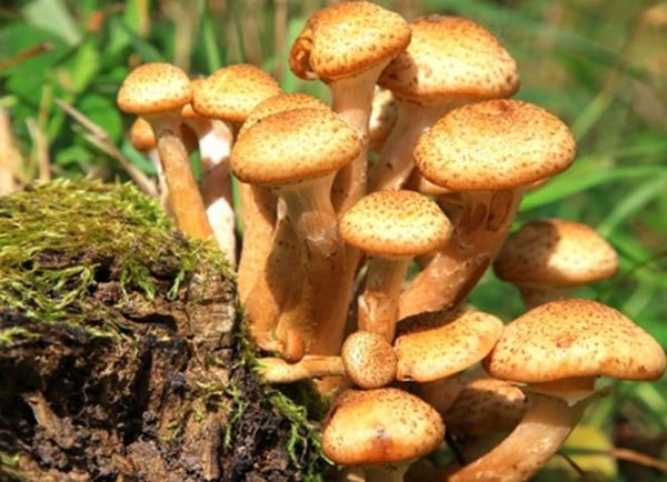 Honey mushrooms are considered the most delicious and aromatic mushrooms