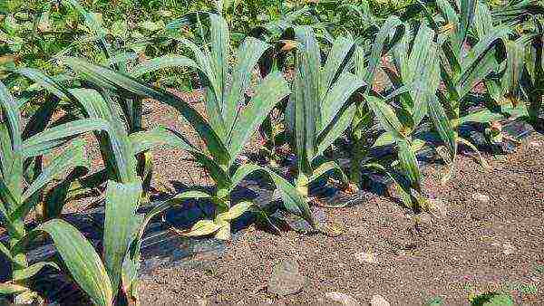 Onion garlic rocombol in the garden