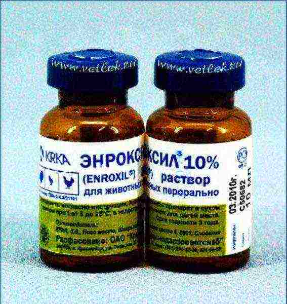 Enroxil for animals