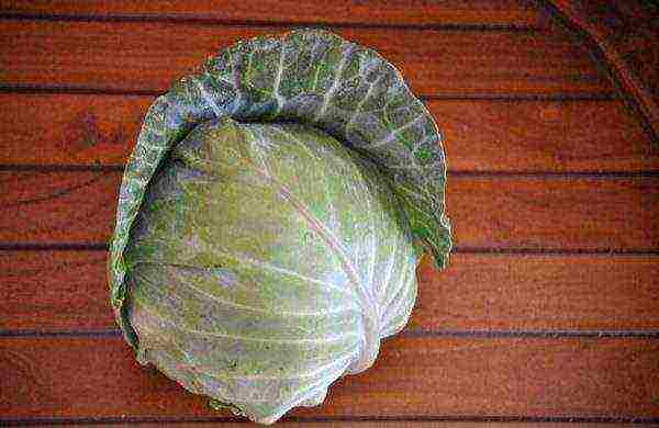 Late variety of white cabbage Zimovka