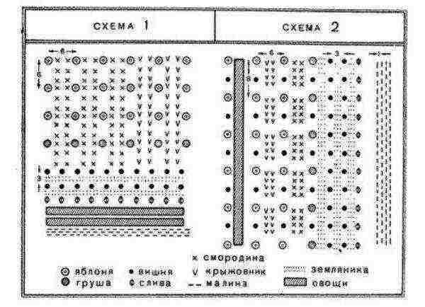 Planting plan of fruit and berry trees in the country