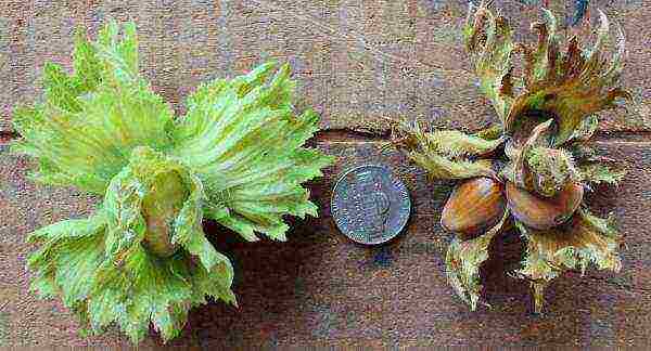 There is no big difference between hazelnuts and hazel, although the economic benefit of hazelnuts is higher than that of hazel