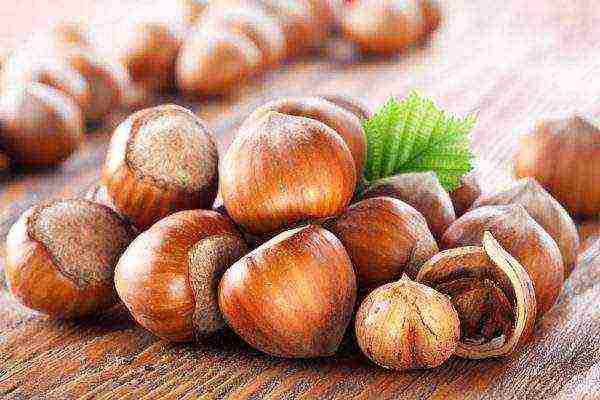 Whole hazelnuts