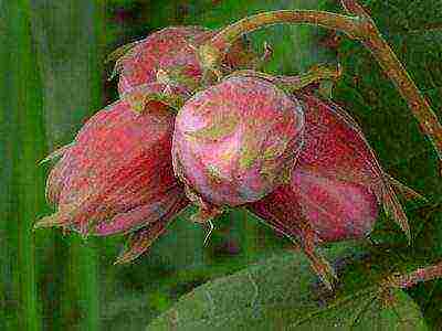 hazelnuts the best varieties