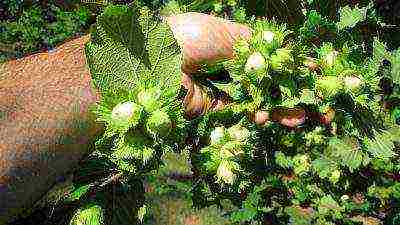 hazelnuts the best varieties