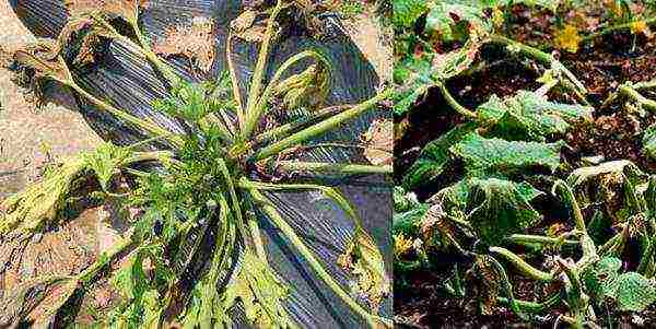 Treatment of seedlings from fusarium wilting