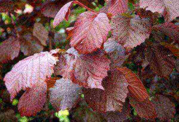 Red-leaved hazel is susceptible to fungal diseases and pests