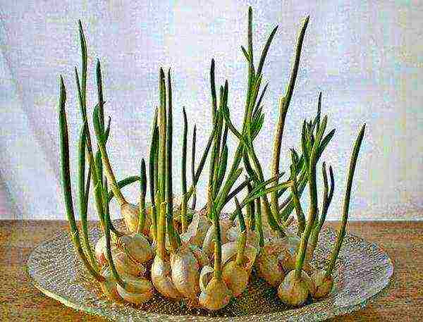 To make the chives germinate faster, they are treated with a rooting stimulant.