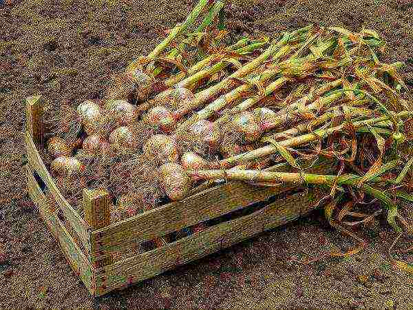 Ripe garlic after harvest