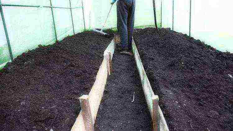 where is it better to grow cucumbers in the open field or in a greenhouse