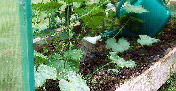 where is it better to grow cucumbers in the open field or in a greenhouse