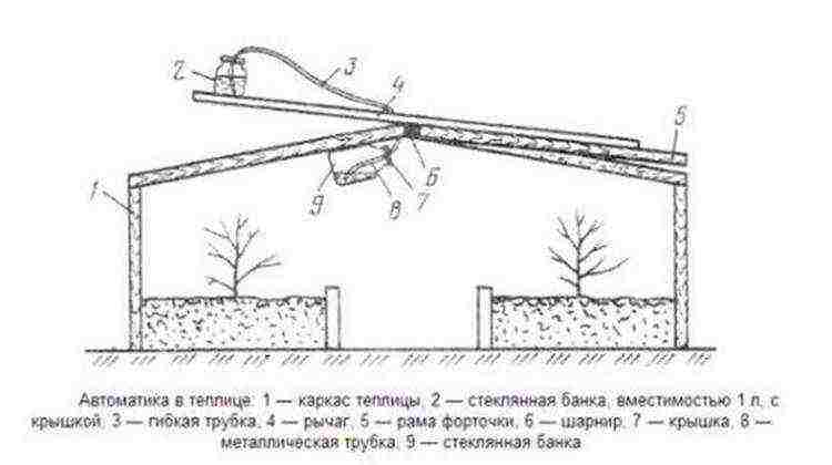 where is it better to grow cucumbers in the open field or in a greenhouse