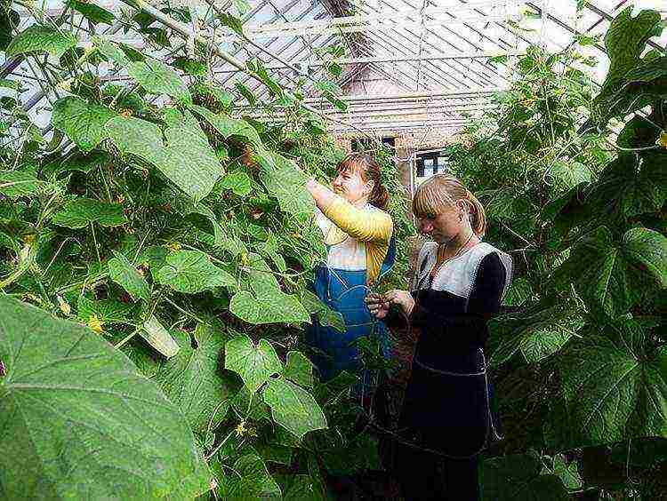 where is it better to grow cucumbers in the open field or in a greenhouse