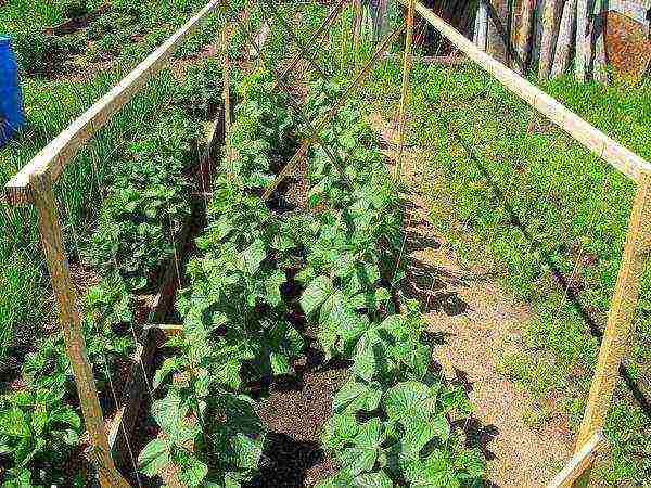 where is it better to grow cucumbers in the open field or in a greenhouse