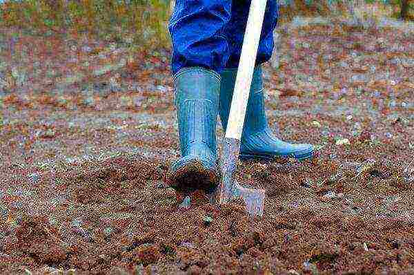 where is it better to grow cucumbers in the open field or in a greenhouse