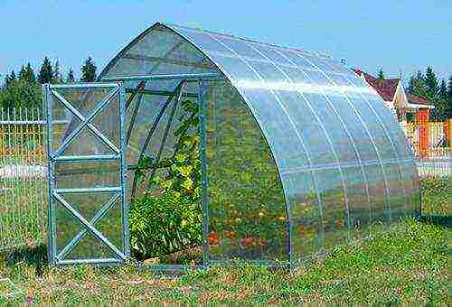 where is it better to grow cucumbers in the open field or in a greenhouse