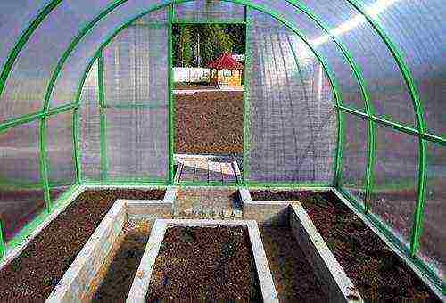 where is it better to grow cucumbers in the open field or in a greenhouse