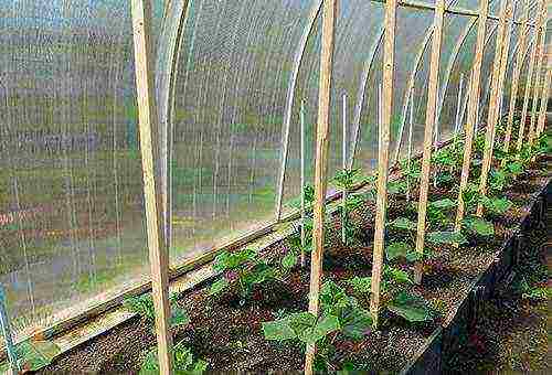 where is it better to grow cucumbers in the open field or in a greenhouse