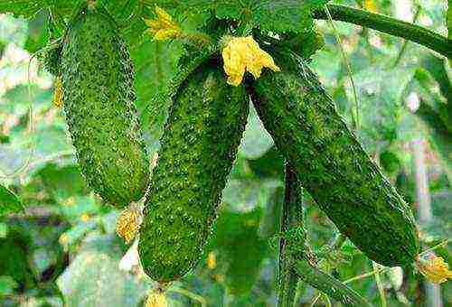 where is it better to grow cucumbers in the open field or in a greenhouse