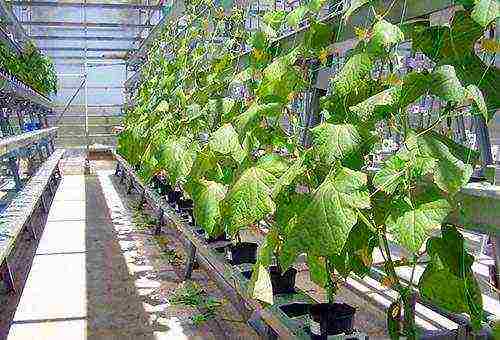 where is it better to grow cucumbers in the open field or in a greenhouse