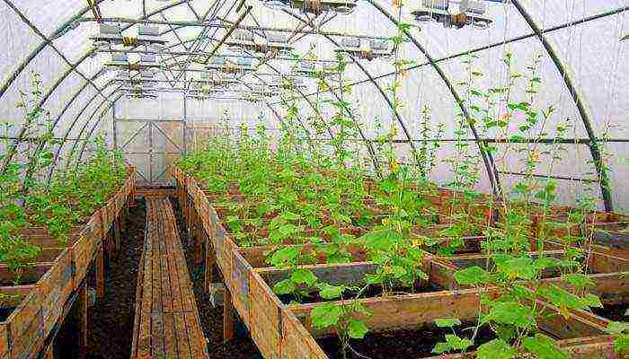 where is it better to grow cucumbers in the open field or in a greenhouse