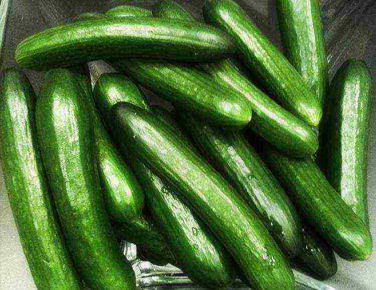 where is it better to grow cucumbers in the open field or in a greenhouse