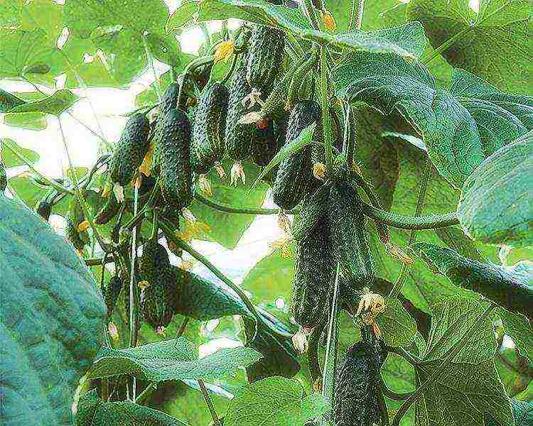 where is it better to grow cucumbers in the open field or in a greenhouse