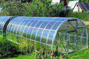 where is it better to grow vegetables in a greenhouse or outdoors