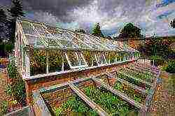 where is it better to grow vegetables in a greenhouse or outdoors