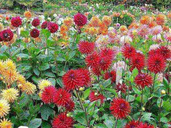 dahlias planting and care in the open field in the suburbs