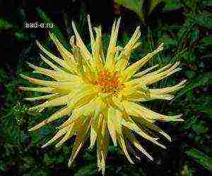 dahlias planting and care in the open field in the suburbs