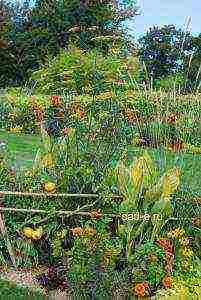 dahlias planting and care in the open field in the suburbs