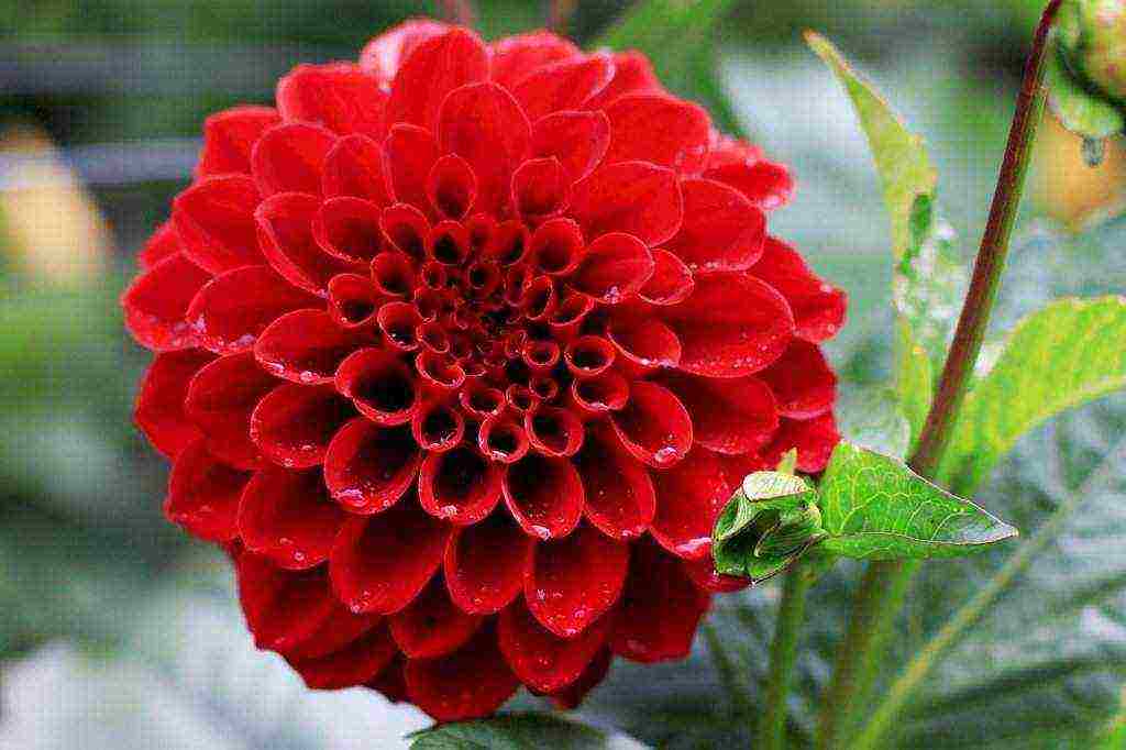 dahlias ปลูกและดูแลในทุ่งโล่งในเขตชานเมือง