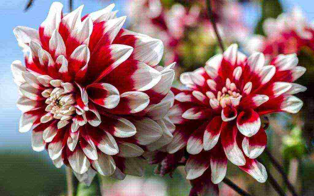 dahlias planting and care in the open field in the suburbs