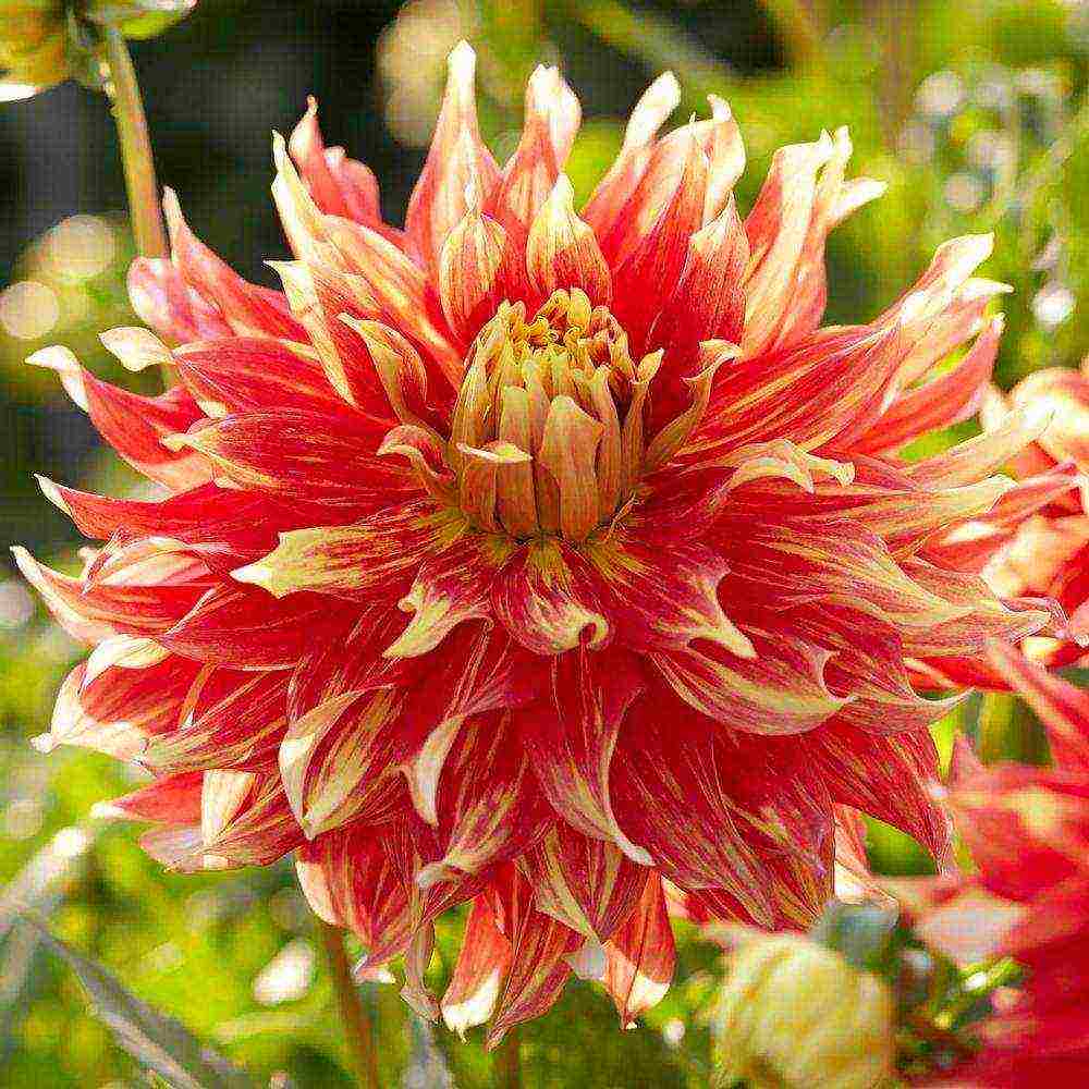 dahlias ปลูกและดูแลในทุ่งโล่งในเขตชานเมือง