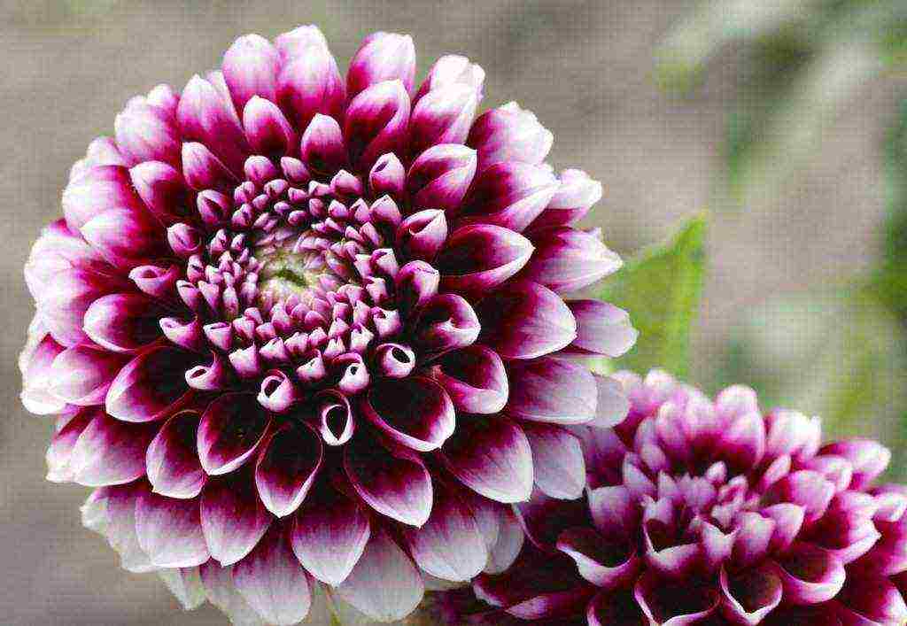 dahlias planting and care in the open field in the suburbs