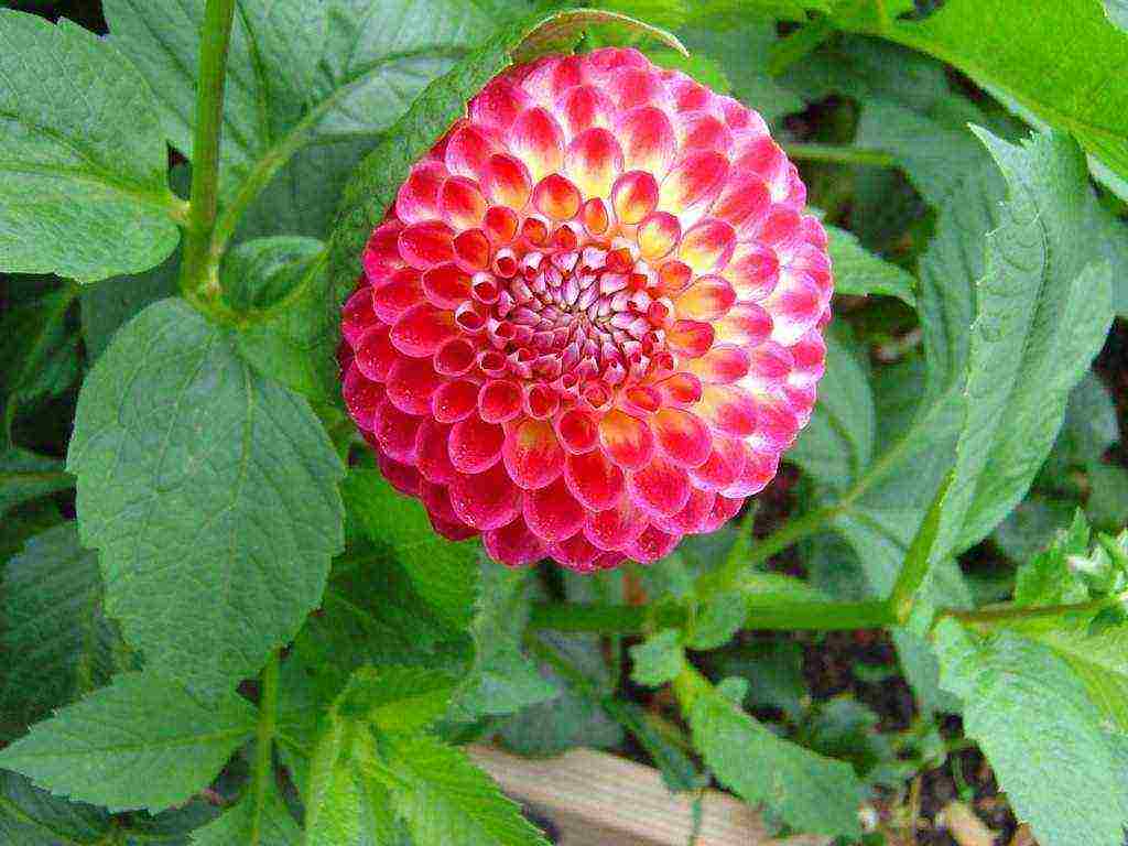 dahlias planting and care in the open field in the suburbs