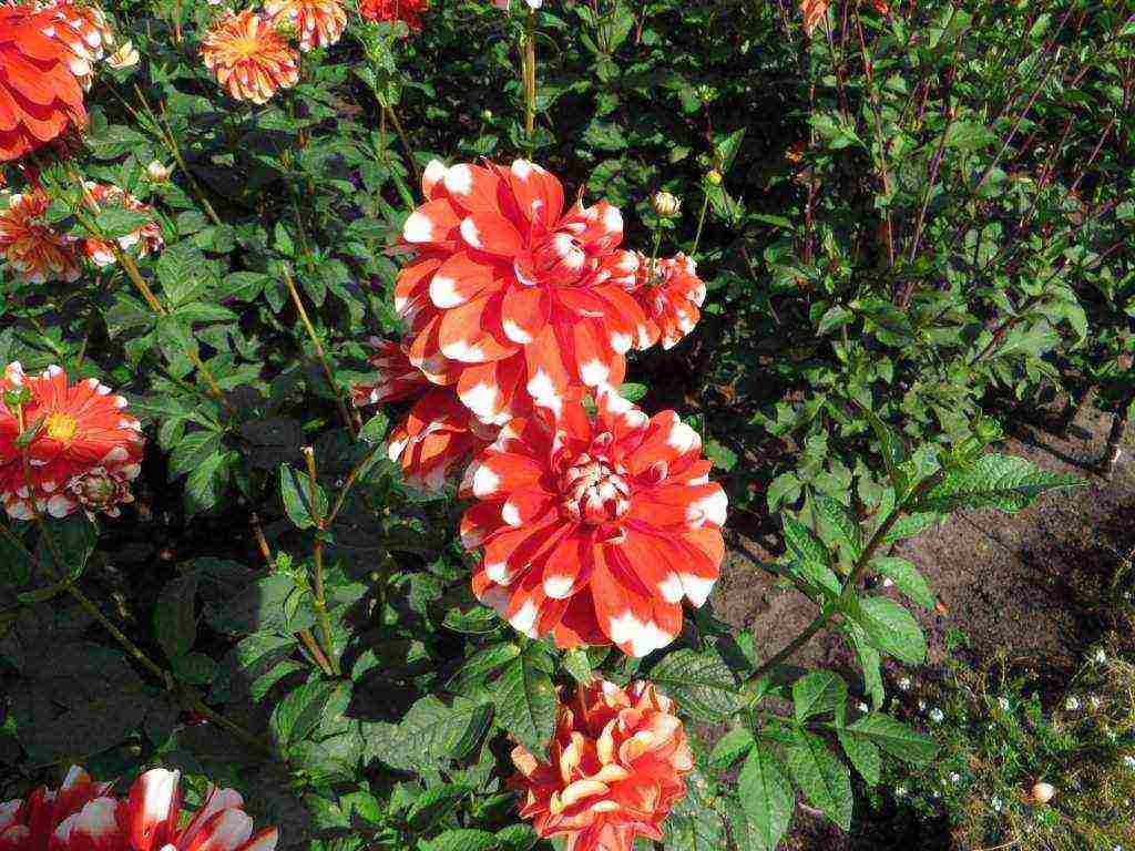 dahlias planting and care in the open field in the suburbs