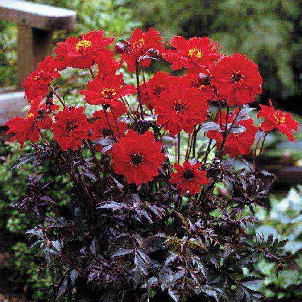 dahlias planting and care in the open field in the suburbs