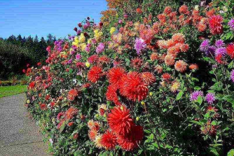 dahlias planting and care in the open field in spring with seeds