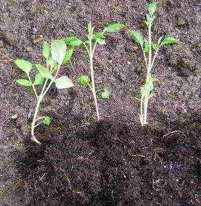 dahlias planting and care in the open field in spring with seeds