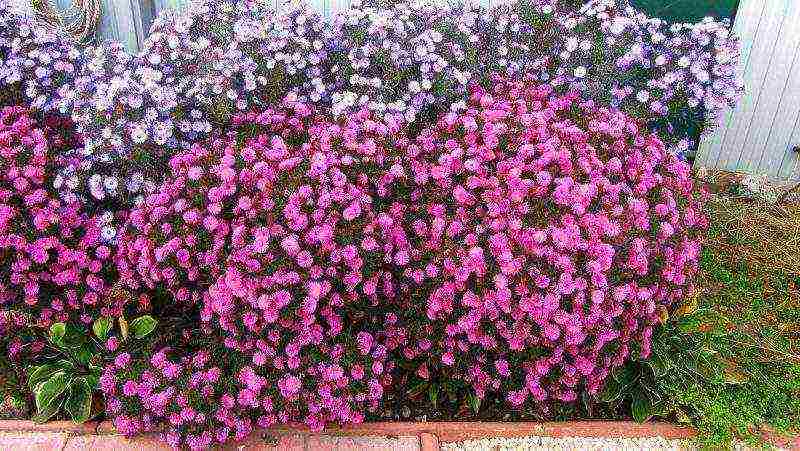 dahlias na pagtatanim at pangangalaga sa bukas na bukid sa tagsibol na may mga binhi