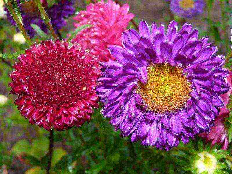 dahlias planting and care in the open field in spring with seeds