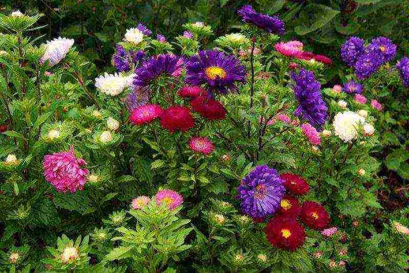 dahlias planting and care in the open field in spring with seeds